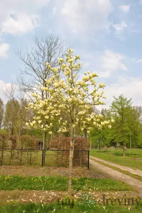 Magnólia Yellow lantern, výška 120/150 cm, v črepníku Magnolia Yellow lantern
