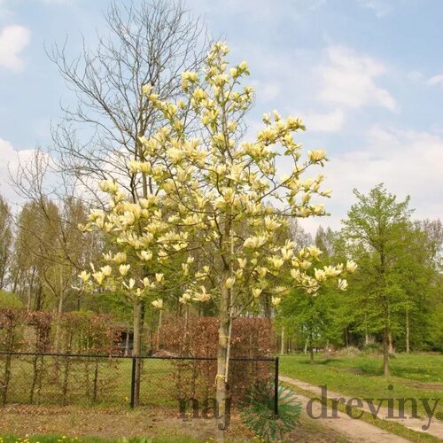Magnólia Yellow lantern, výška 120/150 cm, v črepníku Magnolia Yellow lantern