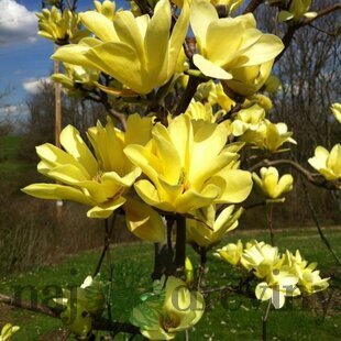 Magnólia Yellow River 140/160 cm, v črepníku Magnolia Yellow River