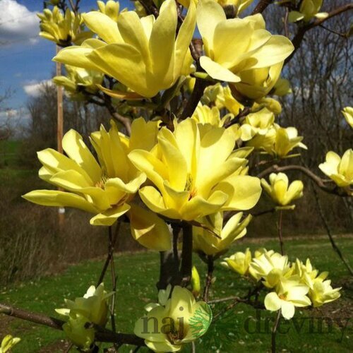 Magnólia Yellow River 140/160 cm, v črepníku Magnolia Yellow River