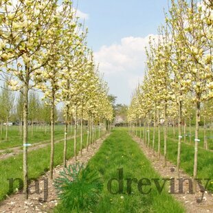 Magnólia Yellow River, výška 80/100 cm, v črepníku 5l Magnolia denudata Yellow river