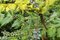 Mahónia japonská, výška 30/40 cm, v črepníku 5l Mahonia japonica