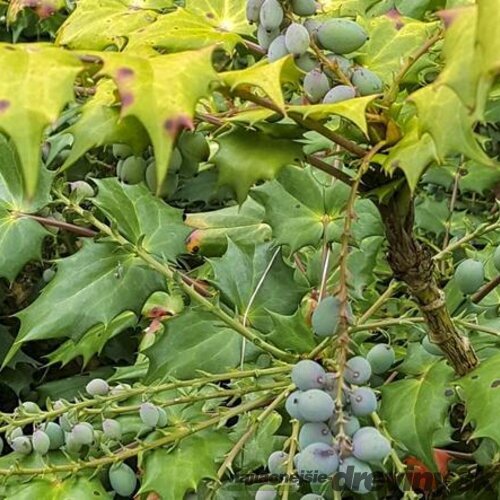 Mahónia japonská, výška 30/40 cm, v črepníku 5l Mahonia japonica