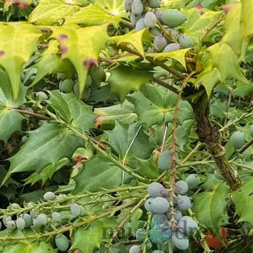 Mahónia japonská, výška 30/40 cm, v črepníku 5l Mahonia japonica