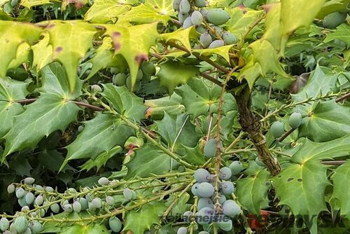 Mahónia japonská, výška 30/40 cm, v črepníku 5l Mahonia japonica