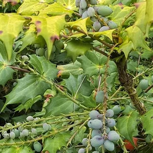 Mahónia japonská, výška 30/40 cm, v črepníku 5l Mahonia japonica