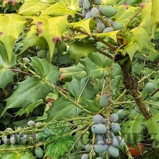 Mahónia japonská, výška 30/40 cm, v črepníku 5l Mahonia japonica