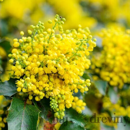 Mahónia ostrolistá 20/30 cm, v črepníku Mahonia aquifolium