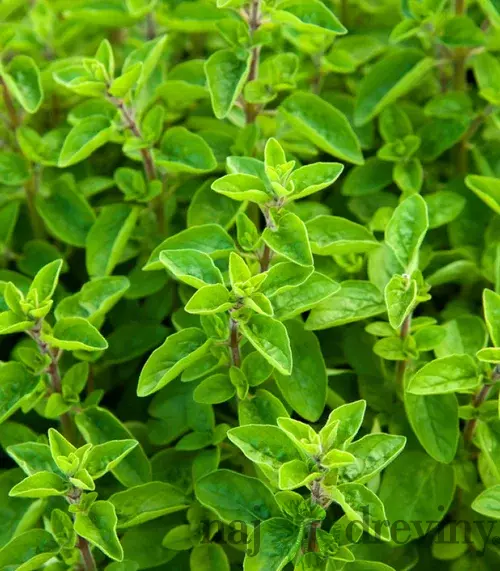 Majoránka, v črepníku Origanum majorana