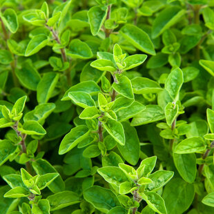 Majoránka, v črepníku Origanum majorana