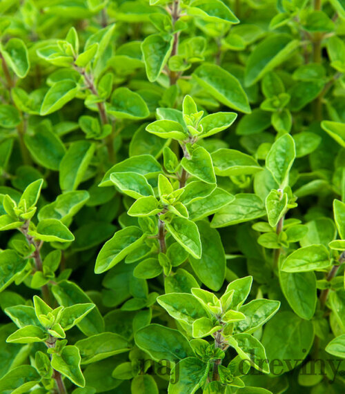 Majoránka, v črepníku Origanum majorana