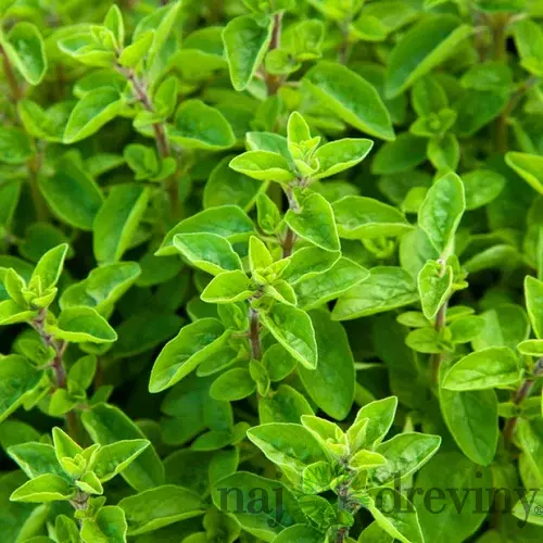 Majoránka, v črepníku Origanum majorana