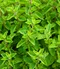 Majoránka, v črepníku Origanum majorana