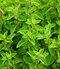 Majoránka, v črepníku Origanum majorana