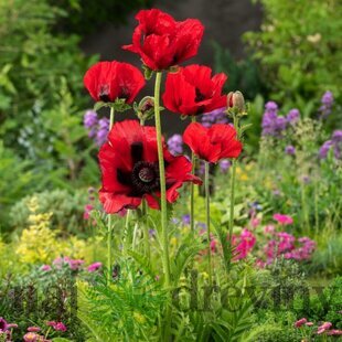 Mak orientálny ´Beauty of Livermere´ - Papaver orientale ´Beauty of Livermere´, v črepníku P9 Papaver orientale ´Beauty of Livermere´