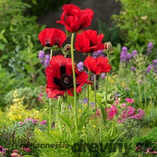 Mak orientálny ´Beauty of Livermere´ - Papaver orientale ´Beauty of Livermere´, v črepníku P9 Papaver orientale ´Beauty of Livermere´