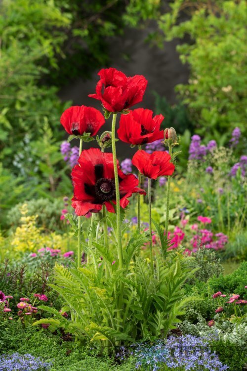 Mak orientálny ´Beauty of Livermere´ - Papaver orientale ´Beauty of Livermere´, v črepníku P9 Papaver orientale ´Beauty of Livermere´