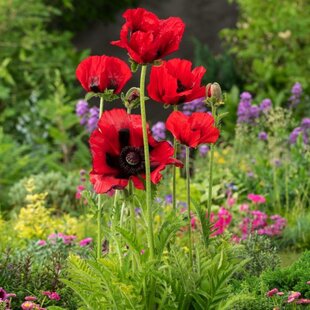 Mak orientálny ´Beauty of Livermere´ - Papaver orientale ´Beauty of Livermere´, v črepníku P9 Papaver orientale ´Beauty of Livermere´