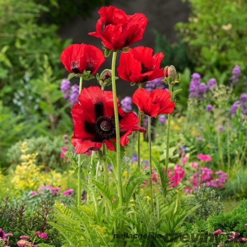 Mak orientálny ´Beauty of Livermere´ - Papaver orientale ´Beauty of Livermere´, v črepníku P9 Papaver orientale ´Beauty of Livermere´