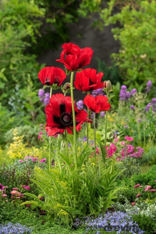 Mak orientálny ´Beauty of Livermere´ - Papaver orientale ´Beauty of Livermere´, v črepníku P9 Papaver orientale ´Beauty of Livermere´