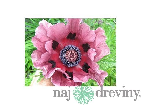 Mak východný ‘Patty´s Plum‘, v črepníku Papaver ‘Patty´s Plum‘