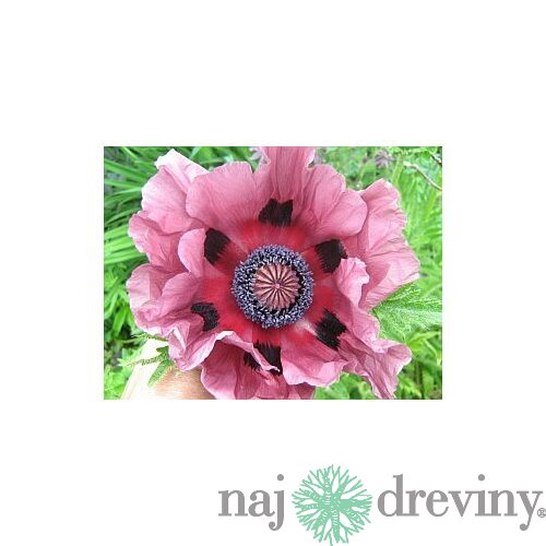 Mak východný ‘Patty´s Plum‘, v črepníku Papaver ‘Patty´s Plum‘