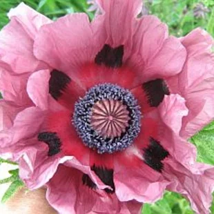 Mak východný ‘Patty´s Plum‘, v črepníku Papaver ‘Patty´s Plum‘