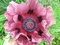 Mak východný ‘Patty´s Plum‘, v črepníku Papaver ‘Patty´s Plum‘