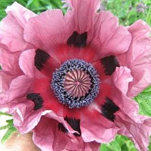 Mak východný ‘Patty´s Plum‘, v črepníku Papaver ‘Patty´s Plum‘