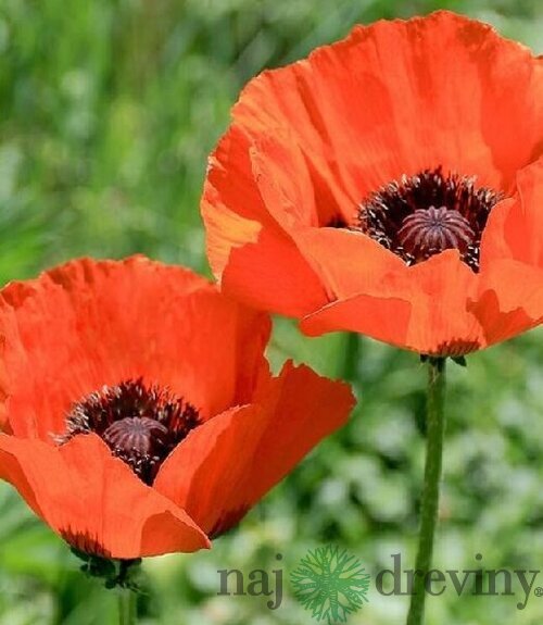 Mak východný, výška 30/50 cm, v črepníku 2l Papaver orientale