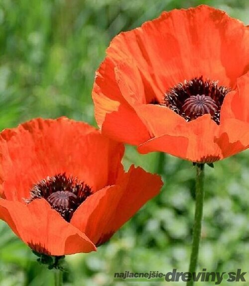 Mak východný, výška 30/50 cm, v črepníku 2l Papaver orientale