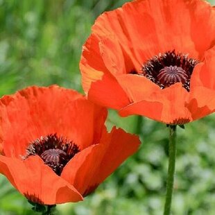 Mak východný, výška 30/50 cm, v črepníku 2l Papaver orientale