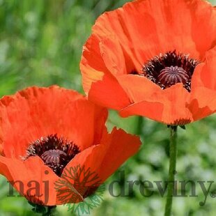 Mak východný, výška 30/50 cm, v črepníku 2l Papaver orientale