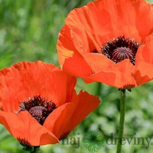Mak východný, výška 30/50 cm, v črepníku 2l Papaver orientale