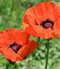 Mak východný, výška 30/50 cm, v črepníku 2l Papaver orientale