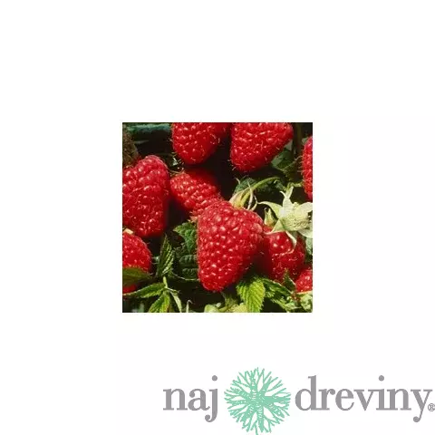 Malina beztŕňová Glen, v črepníku Rubus idaeus