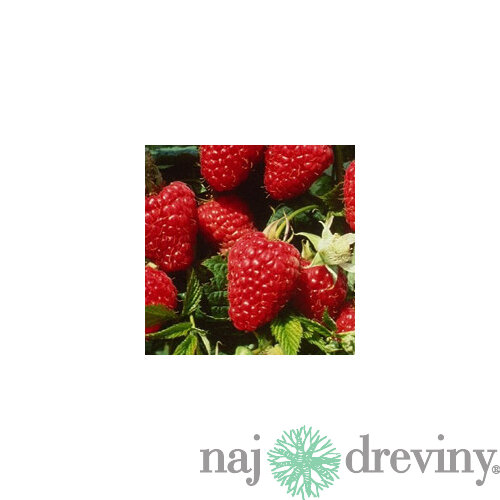 Malina beztŕňová Glen, v črepníku Rubus idaeus