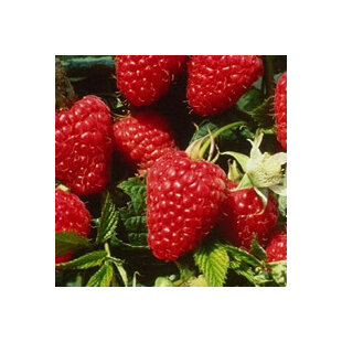 Malina beztŕňová Glen, v črepníku Rubus idaeus