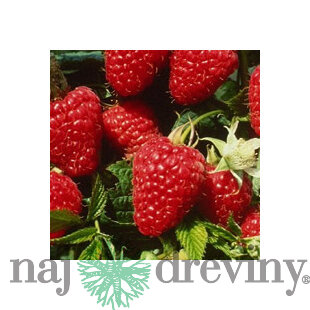 Malina beztŕňová Glen, v črepníku Rubus idaeus