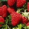 Malina beztŕňová Glen, v črepníku Rubus idaeus