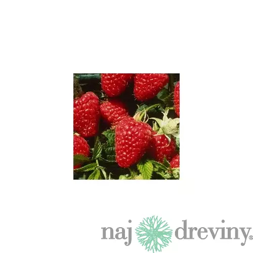 Malina beztŕňová Glen, v črepníku Rubus idaeus