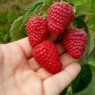 Malina červená ´DELNIWA´ (2x rodiaca), v črepníku P11 Rubus ideaus ‘Delniwa‘