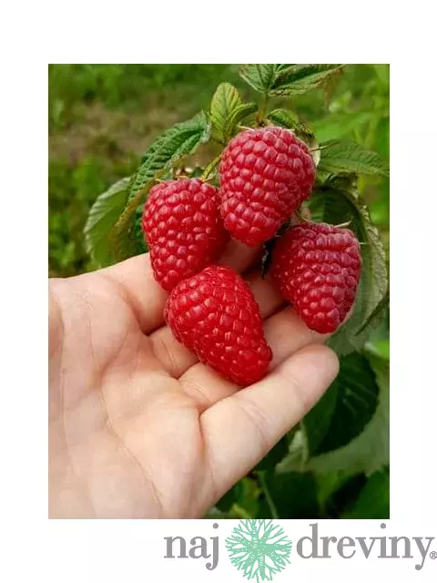 Malina červená ´DELNIWA´ (2x rodiaca), v črepníku P11 Rubus ideaus ‘Delniwa‘