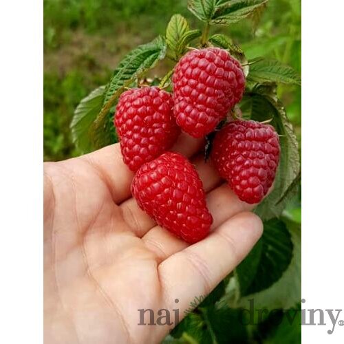 Malina červená ´DELNIWA´ (2x rodiaca), v črepníku P11 Rubus ideaus ‘Delniwa‘