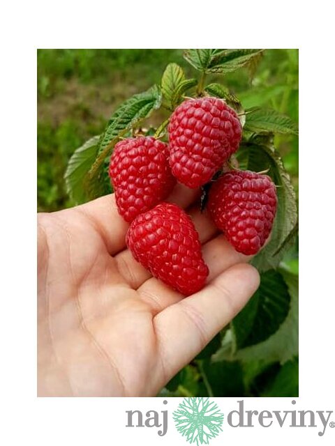 Malina červená ´DELNIWA´ (2x rodiaca), v črepníku P11 Rubus ideaus ‘Delniwa‘