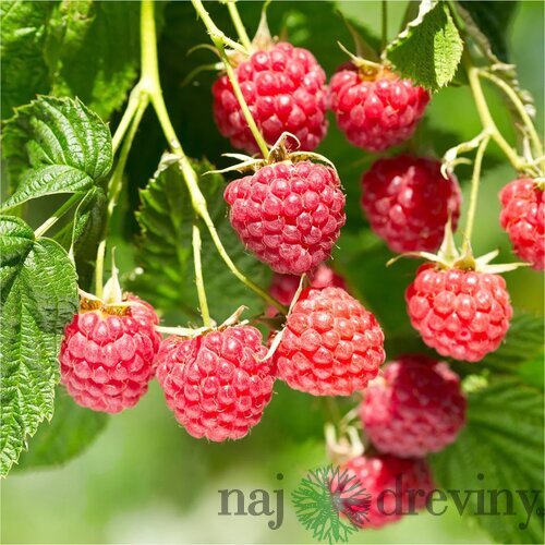 Malina červená stálorodiaca POLANA, voľnokorenná Rubus idaeus POLANA