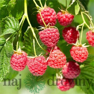 Malina červená stálorodiaca POLANA, voľnokorenná Rubus idaeus POLANA