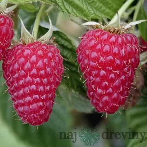 Malina červená ‘TULAMEEN‘, v črepníku P11 Rubus idaeus ‘Tulameen‘