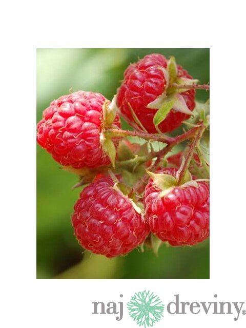 Malina červená ´WILLAMETTE´ (veľkoplodá), v črepníku P11 Rubus idaeus Willamette