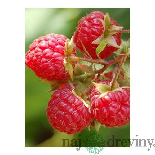 Malina červená ´WILLAMETTE´ (veľkoplodá), v črepníku P11 Rubus idaeus Willamette
